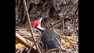 Cute amp funny Pileated Woodpecker  Day in the life [upl. by Encratis]