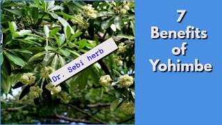 YOHIMBE PT 1  7 Benefits of Yohimbe Bark  Dr Sebi Approved drsebi alkaline [upl. by Hras]