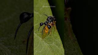 Ant Mimicking Treehopper  Cyphonia clavata [upl. by Renner308]