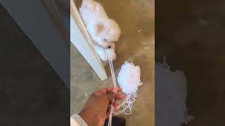 Puppy vs Yarn Cutest Crochet Helper Ever 🧶🐾 shorts [upl. by Niledam235]