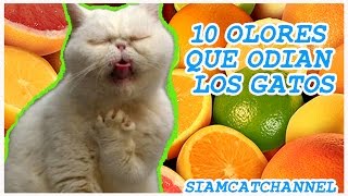 10 Olores Que Odian Los Gatos  SiamCatChannel [upl. by Punak]