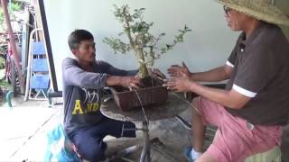 A Day in the Life of Bonsai Iligan Bonsaing a Crape Myrtle [upl. by Esylle]