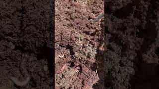 Feeding Juicing Pulp To Composting Worms [upl. by Adalai]