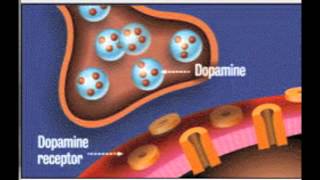 Dopamine in action [upl. by Ensoll]