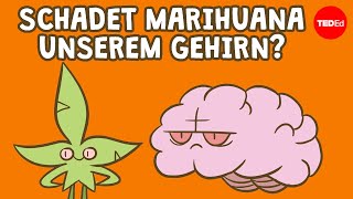 Schadet Marihuana unserem Gehirn – Anees Bahji [upl. by Sinnoda]