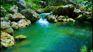 Peaceful birds chirping calming water flowing over rocks in the forest [upl. by Hesther]