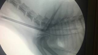 Tracheal Stent Placement in a Small Dog [upl. by Alicsirp]