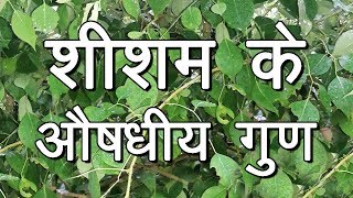 शीशम के औषधीय गुण  Medicinal Benefits of Sheesham [upl. by Asirb744]