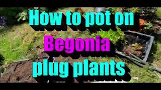 How to pot on begonia plug plants [upl. by Yrrem]