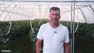 Strawberry Farming Biological Pest Control in HighTech Greenhouses [upl. by Euqinot444]