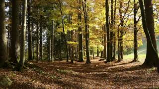 Leaves Falling in Autumn  Rustling Tree Leaves and Gentle Wind [upl. by Aihtela104]