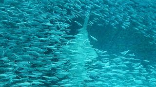 Sawfish Hunting in a big bait ball [upl. by Einreb]