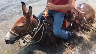 EXTREME MULE RIDING Rocky Mountain Edition [upl. by Attekram]