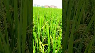 Rice field agriculture paddy tree shorts farming [upl. by Dammahom203]