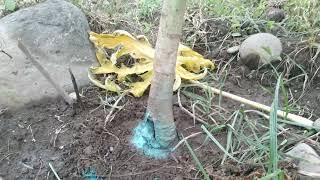 How to get rid of PHYTOPHTHORA PALMIVORABASAL STEM ROT on papaya AR INCUBATOR [upl. by Gairc458]