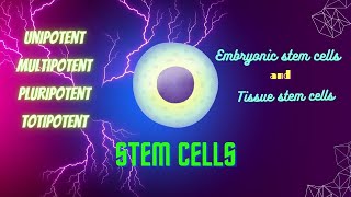 stem cells unipotent multipotent pluripotent totipotent stem cells explained stem cells pathology [upl. by Etteroma]