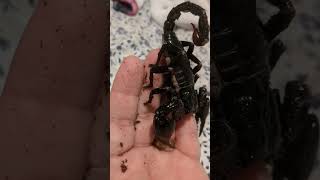 Heterometrus spinifer Asian Forest Scorpion 🦂👑 scorpion cool pets cute [upl. by Yelnikcm476]