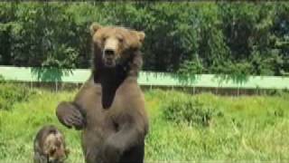 European Brown Bear Dancing and Waving [upl. by Yug]