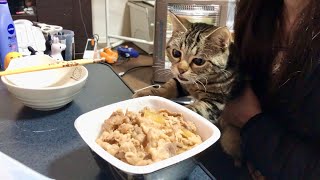 妹の牛丼が食べたすぎて全力で奪いに来てしまった猫 [upl. by Aicilas478]