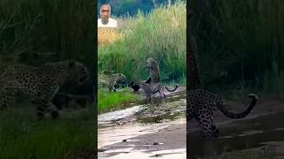 tiger vs honey badger fight animals behavior [upl. by Aicatsana]