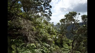 More Hawaiian ecology on the Mauumae Ridge Trail [upl. by Liw711]