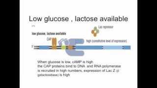 bacteria gene expression [upl. by Schott939]