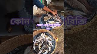 আজকে কম দামি মাছের বাজার how to on YouTube new shots video Bangla fishing fish shortvideo 🐠🐠🐟🐟 [upl. by Drofdarb972]