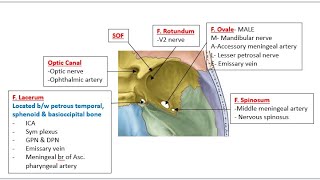 Anatomy Shots Middle cranial fossa [upl. by Ahsyak638]