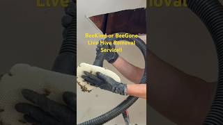 BeeKind or BeeGone Live hive removal service [upl. by Sean893]