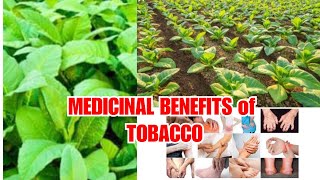 MEDICINAL BENEFITS of TOBACCO  MercyAcas [upl. by Cicero]