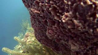 8 Marine life Gibsons Bight Rotan Honduras [upl. by Treharne]