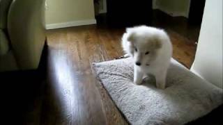 Adorable Samoyed Puppy [upl. by Yam]