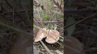 PLEUROTUS ERYNGII  SETA DE CARDO 😍🤪🍄 2592024 PROXIMAMEMTE VIDEO COMPLETO [upl. by Htezil]