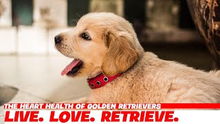 The Heart Health of Golden Retrievers [upl. by Etram]