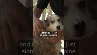 Watch Jim Masterson explain how to do the Bladder Meridian Technique with dogs mastersonmethod [upl. by Lambert562]