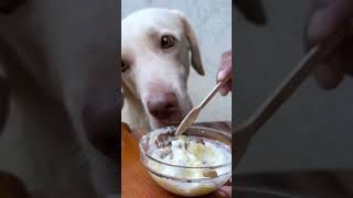 Lovely Labrador💕🐶 Eating😊 trending viral eating asmr [upl. by Tayler]