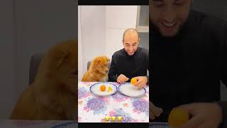 Funny dog 🐶 funny petcommunity funnydog pets petloversunite funnypet duet petloverscommunity [upl. by Llezniuq667]