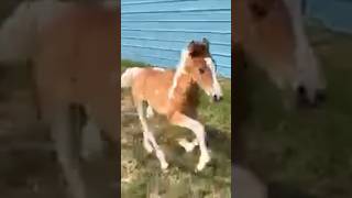 Silly Tobiano Colt “Journey” fail babyhorses funny fail [upl. by Bert]