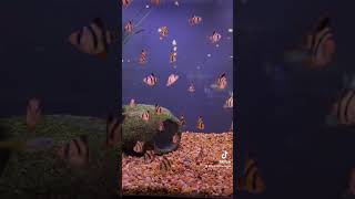 Balloon Tiger Barbs and Pacific Blue Eyed Signifer Rainbowfish fish fishtank aquarium freshwater [upl. by Mendez]