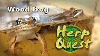 Wood Frog  Herp Quest 7 Herpetology Education [upl. by Clerk585]