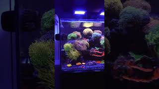 The MOST COLORFUL amp MESMERIZING Waterbox Reef Tank [upl. by Kcirederf]