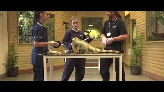 Moulton College  Animal Welfare Courses [upl. by Beniamino]