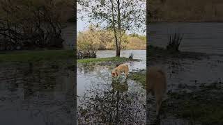 Mokelumne River Dog Explorer Fish Hatchery [upl. by Lleuqar]