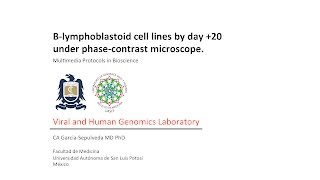 Blymphoblastoid cell line morphology through phasecontrast microscope [upl. by Tteirrah481]