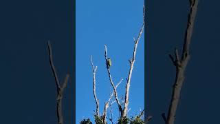 Güzel Ağaçkakan Woody Woodpecker kuslar birds bird birdslover nature naturelovers sveden [upl. by Pearlstein]