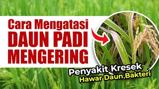 CARA MENGATASI PENYAKIT HAWAR DAUN BAKTERI  KRESEK PADA TANAMAN PADI [upl. by Fadas]