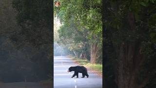 Sloth bearcorbettvinodbhadolaji corbett slothbear tranding viralvideo animals wildlife [upl. by Guimond]