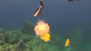 Jellyfish at Makena Landing on Maui [upl. by Greabe]