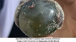 This “Sailor’s Eyeball” Blob Is One Of The Largest SingleCelled Organisms On Earth [upl. by Rukna236]