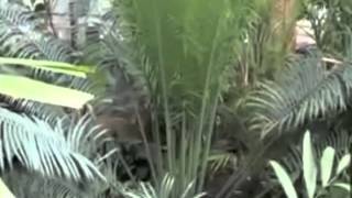 Cycas revoluta Sago Palm [upl. by Samuela]